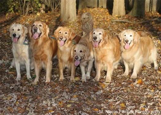 Goldigger goldens