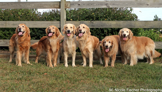 the pups
